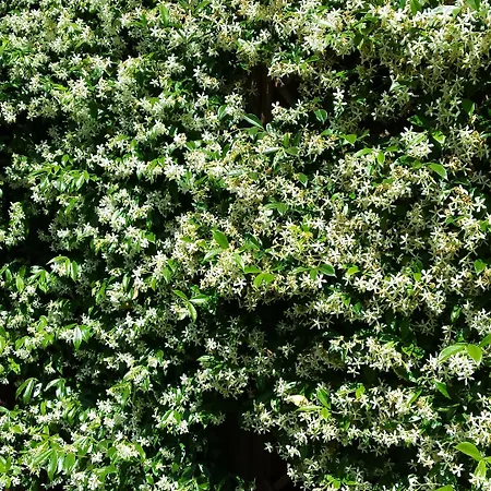 St. John Nocleg ze śniadaniem 4*