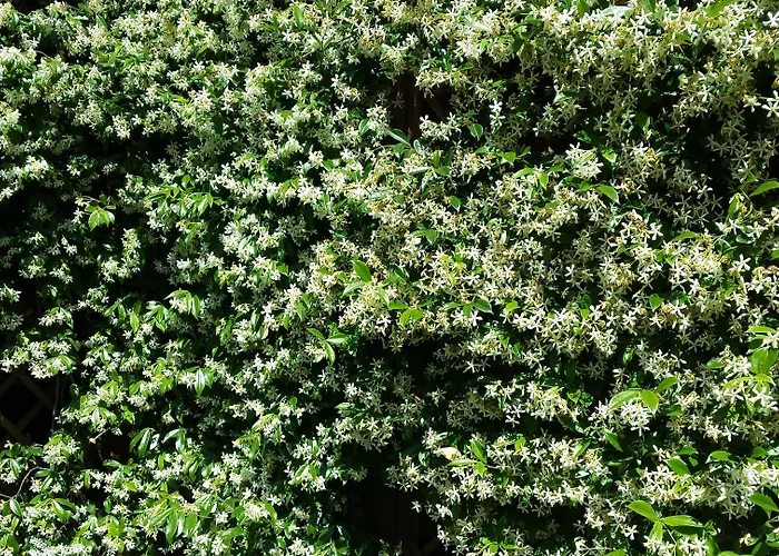 St. John Отель типа 